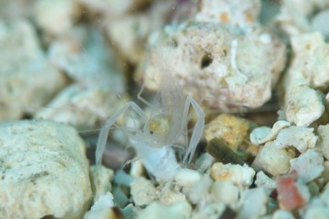 スベスベサンゴヒメエビ