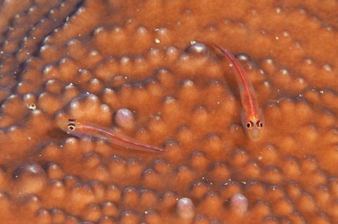 アカスジウミタケハゼ