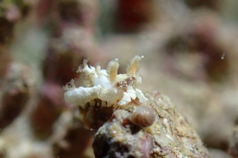 サガミコネコウミウシ