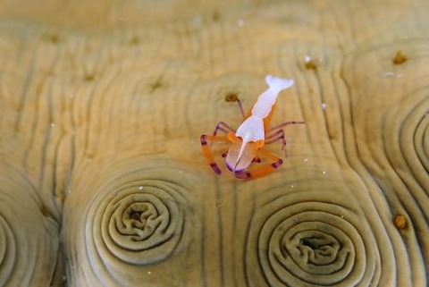 ウミウシカクレエビ