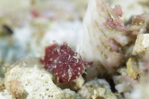 エナガカエルアンコウ