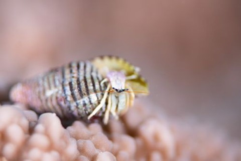 ウスイロサンゴヤドカリ
