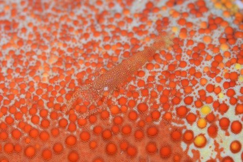 Zenopontonia noverca