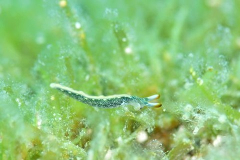 シロアミミドリガイ