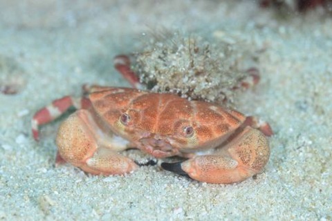 ヒメベニオウギガニ