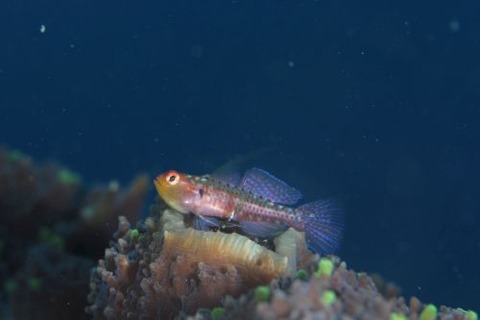 イソハゼ属の1種