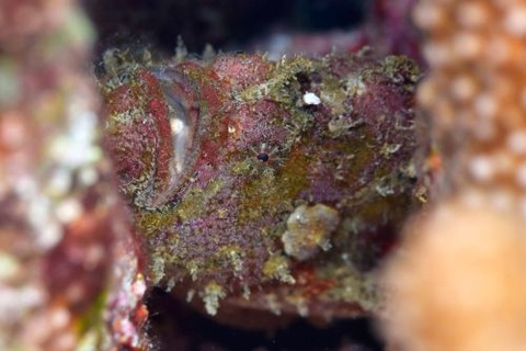 ウルマカエルアンコウ