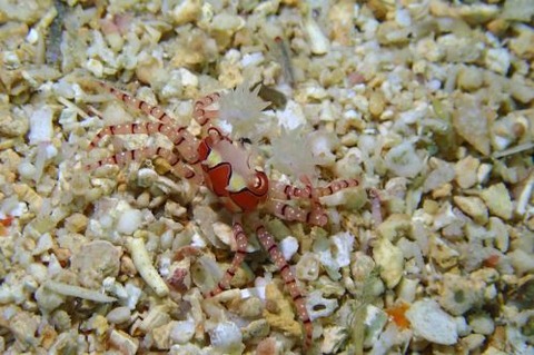 キンチャクガニ