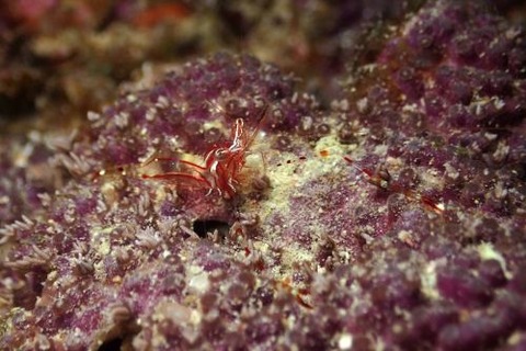 ライデンテナガカクレエビ