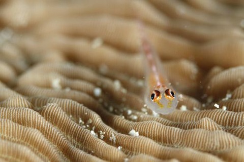 アカスジウミタケハゼ