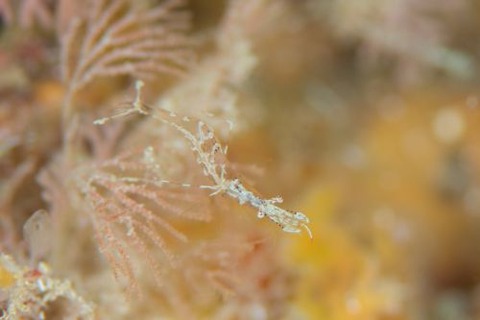 シオサイカクレエビ