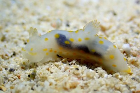 キヌハダウミウシ属の1種