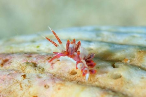 ウミウシ不明種