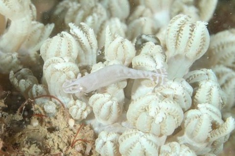 カクレモエビ属の1種