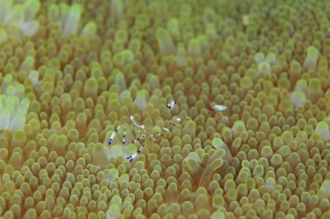 アカホシカクレエビ