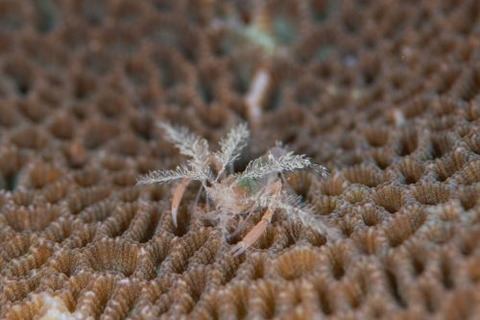 ミクロプロステマ・プルミコールネ