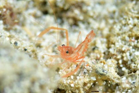 ユウギリスベスベオトヒメエビ