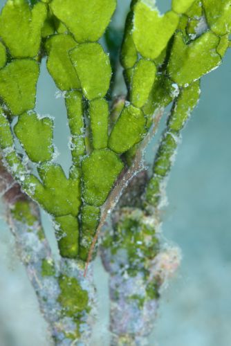 トガリモエビ属の1種