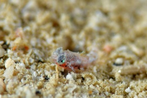 ネズッポ科の1種