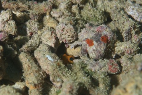 ホシカゲアゴアマダイ