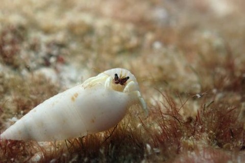 ウスイロサンゴヤドカリ