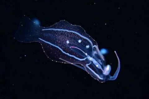 刺激的な水中生物