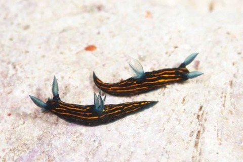 リュウグウウミウシ