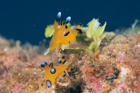 ウデフリツノザヤウミウシ