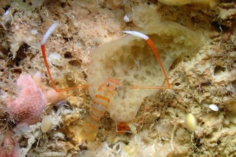 オクノスベスベオトヒメエビ