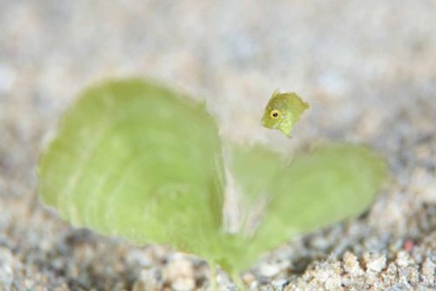 セダカカワハギ