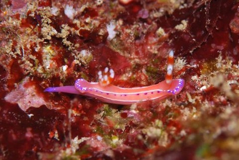 ジュッテンイロウミウシ