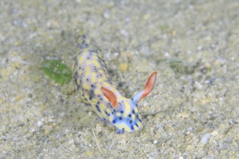 ホシゾラウミウシ