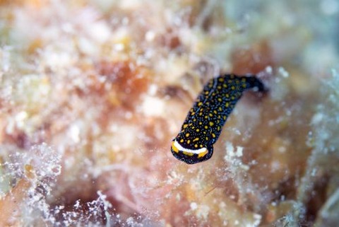 オハグロツバメガイ