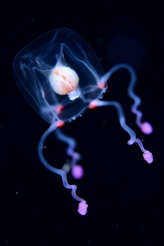 刺激的な水中生物