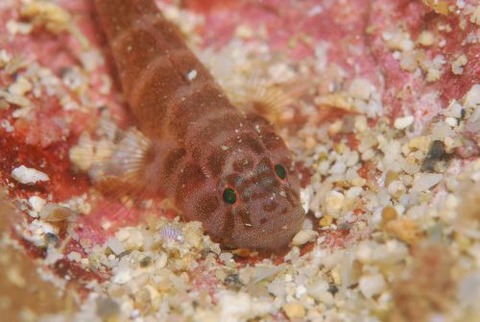 コベンケイハゼ