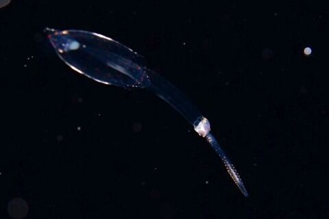 刺激的な水中生物