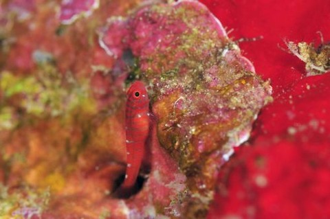 スジシマイソハゼ