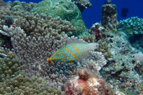 テングカワハギ