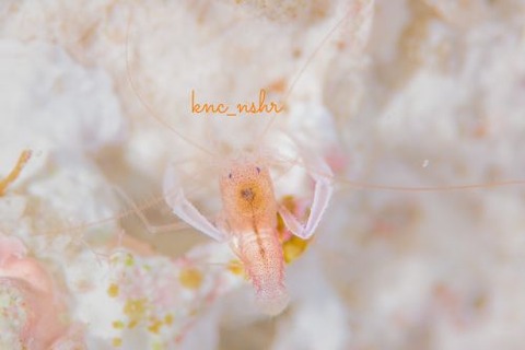 サンゴヒメエビ属の1種