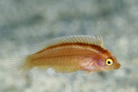 ホンテンスモドキ属の1種