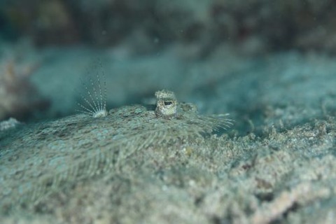 モンダルマガレイ