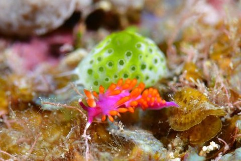 ルージュミノウミウシ