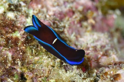 アオフチキセワタ