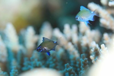 アマミスズメダイ