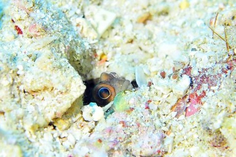 ホシカゲアゴアマダイ