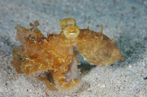 カクレダコのなかま