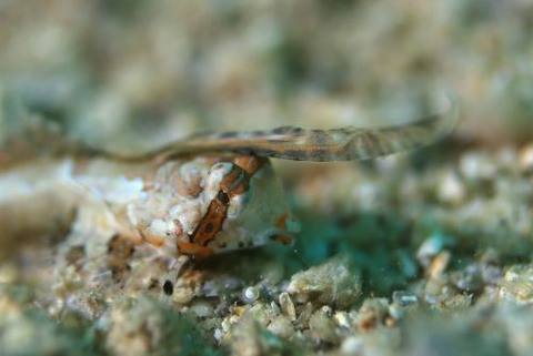 イッポンテグリ