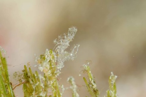 フィコカリス・シムランス