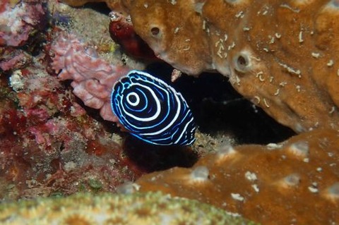 タテジマキンチャクダイ