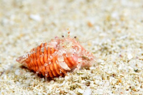 ハネトビネジレヤドカリ